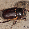 Rhinoceros Beetle