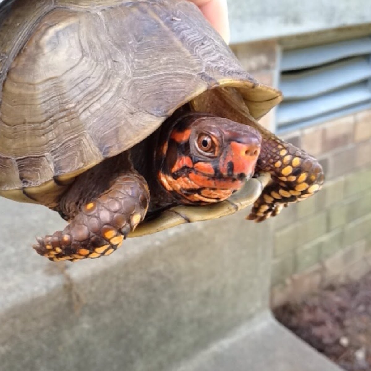 Three-toed box turtle