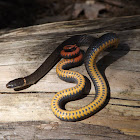 Southern Ringneck Snake