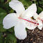 Koki'o ke'oke'o (White Hibiscus)
