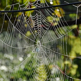 morning work by Boris Romac - Nature Up Close Webs