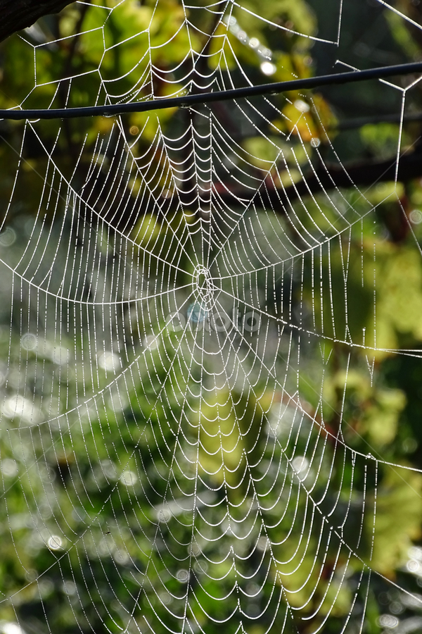 morning work by Boris Romac - Nature Up Close Webs