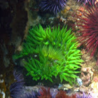 Giant Green Anemone, Red Sea Urchin, and Purple Sea Urchins