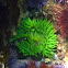 Giant Green Anemone, Red Sea Urchin, and Purple Sea Urchins