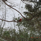 Vermilion flycatcher