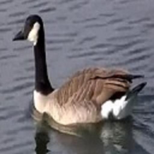 Nature Therapy: Swan Lake