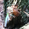 Annual cicada