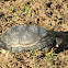 Blanding's Turtle