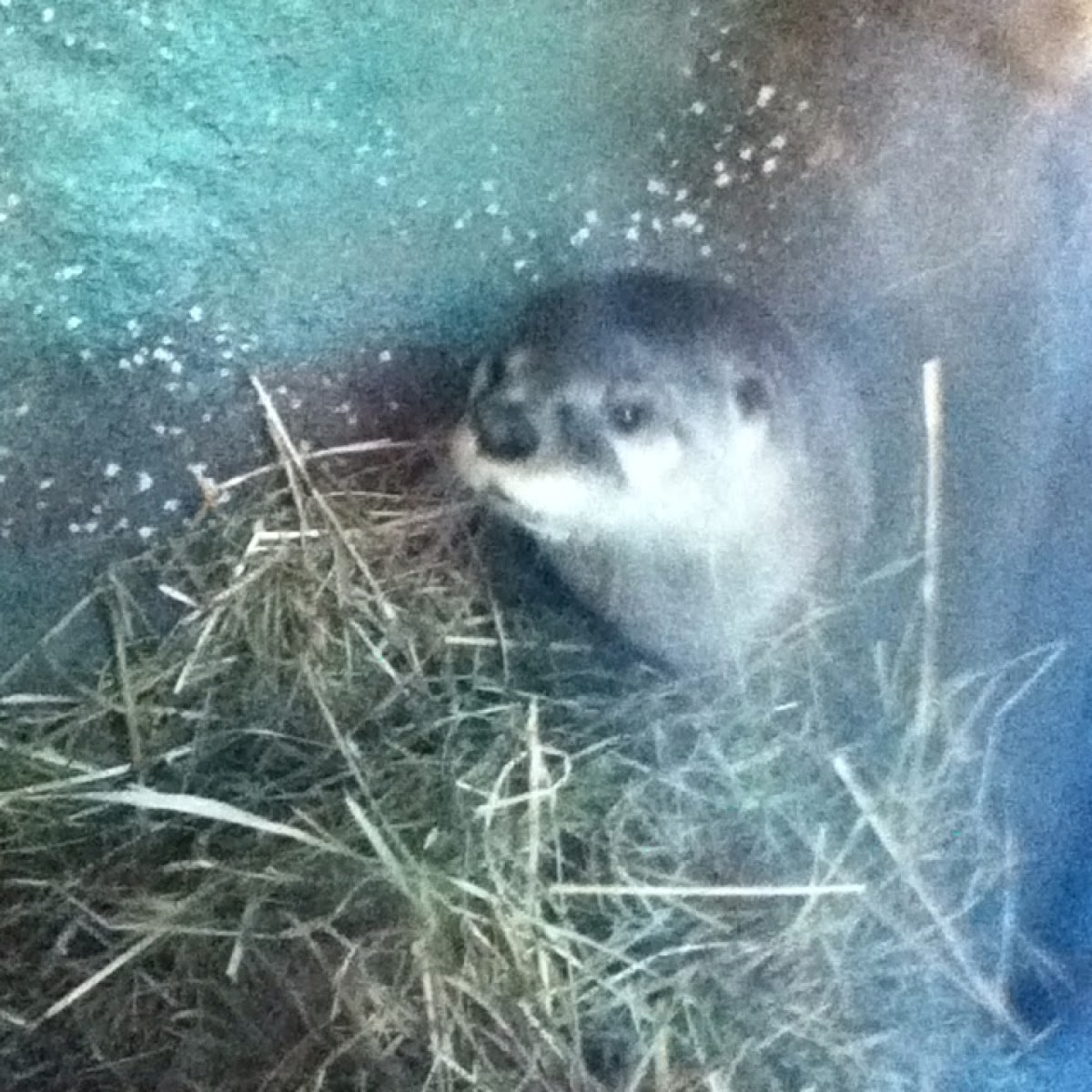 River otter