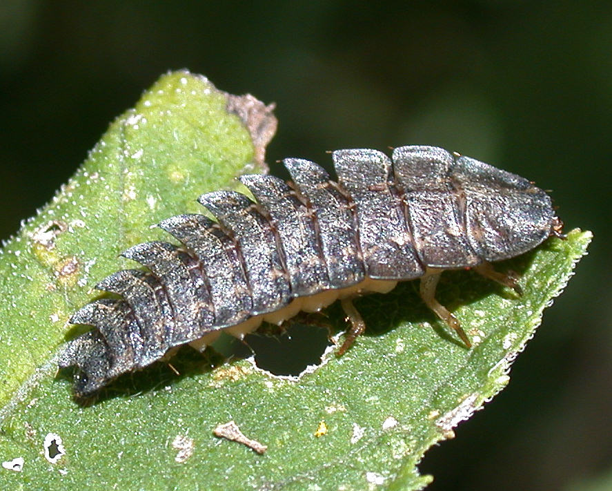 Netwing Larva