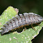 Netwing Larva