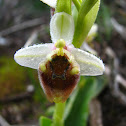 Late Spider Orchid