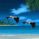 Birds Fly Live Wallpaper