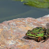 Common water frog or green frog