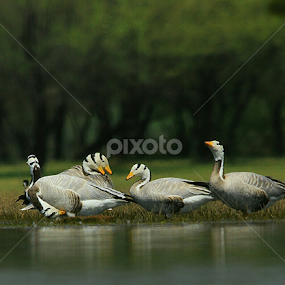 MORNING CONFERENCE by Rahul Tailang - Animals Birds