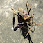 gamba-de-finestra/Western Conifer  Sed Bug /