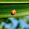 Butterfly eggs