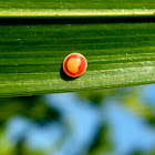 Butterfly eggs