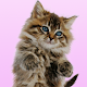 Talking Cat. Dances and Purrs. for PC-Windows 7,8,10 and Mac