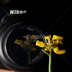 Nikon Portraiture by Christian Lukman - Artistic Objects Other Objects