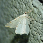 Lesser maple spanworm moth