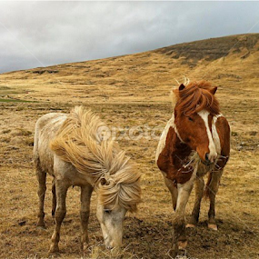 Two Icelandic horses during winter by Kristján Karlsson - Animals Horses