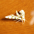 Polyptychus Moth