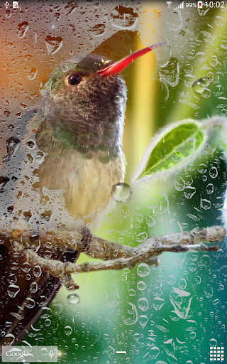 免費下載個人化APP|Hummingbirds Live Wallpaper app開箱文|APP開箱王