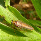 Barata silvestre (Wild cockroach )