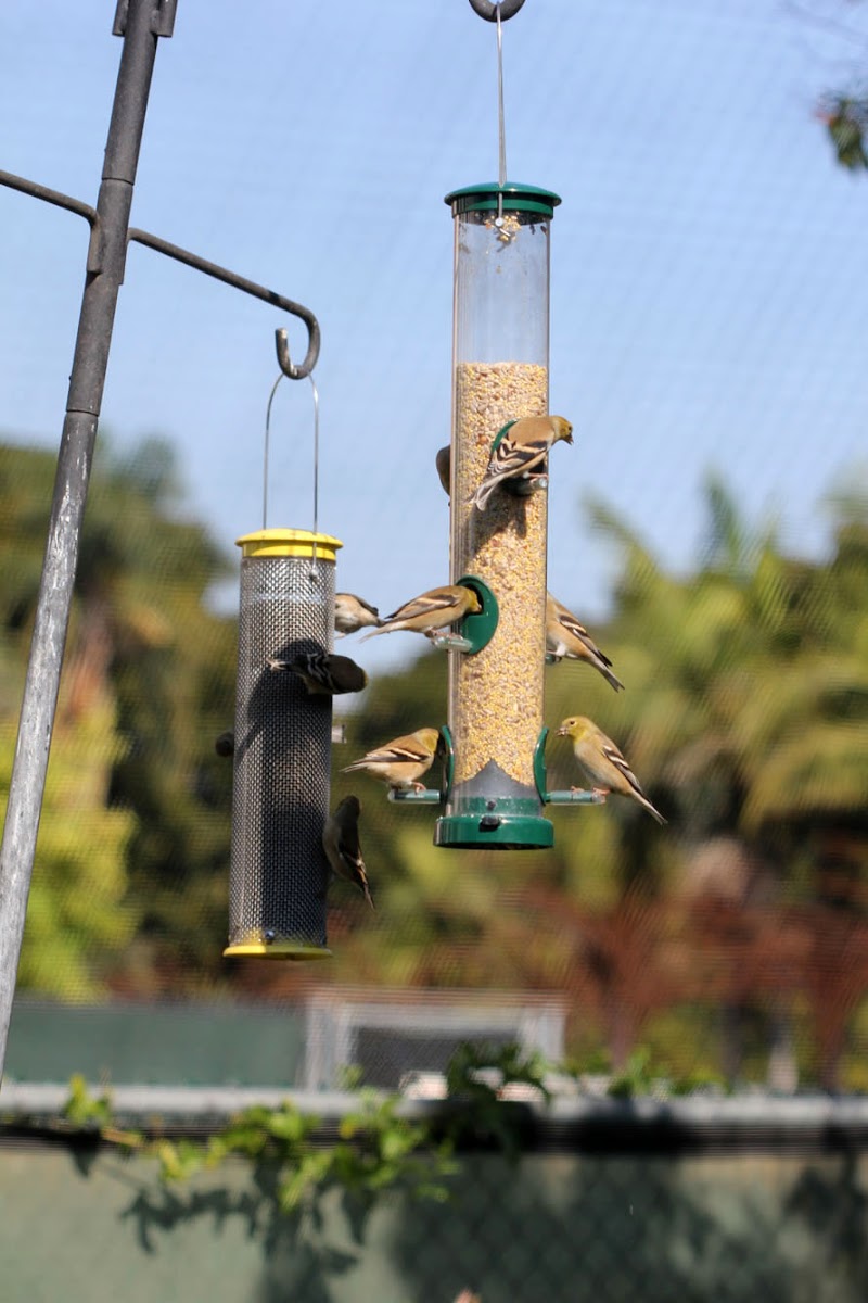 American Goldfinch (non-breeding plumage)
