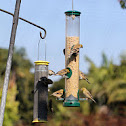 American Goldfinch (non-breeding plumage)