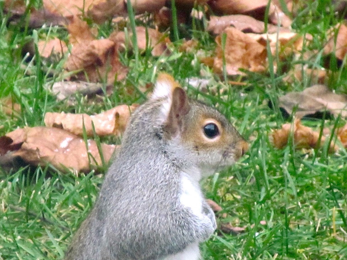 Eastern Gray Squirrel