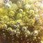 filamentous green algae