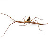Margin winged stick insect