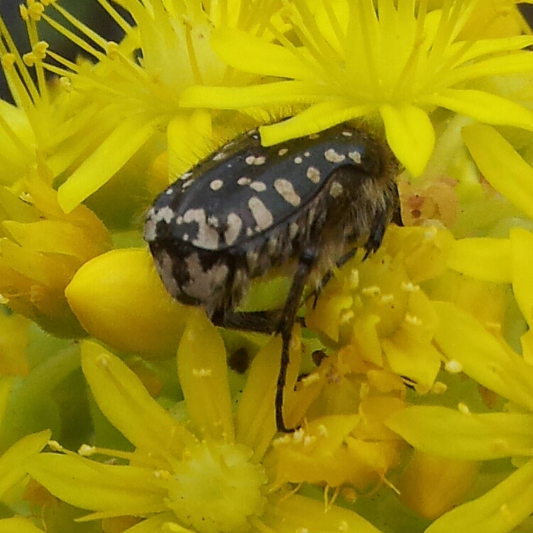Escarabajo del sudario