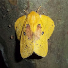 Rose Myrtle Lappet Moth