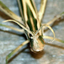 short-horned Grasshopper