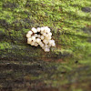 Comatricha nigra [white]-(nl - Langstelig kroeskopje )