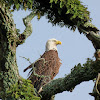 Bald Eagle