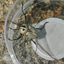 Adams stag-horned beetle