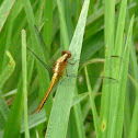 Libélula - Dragonfly