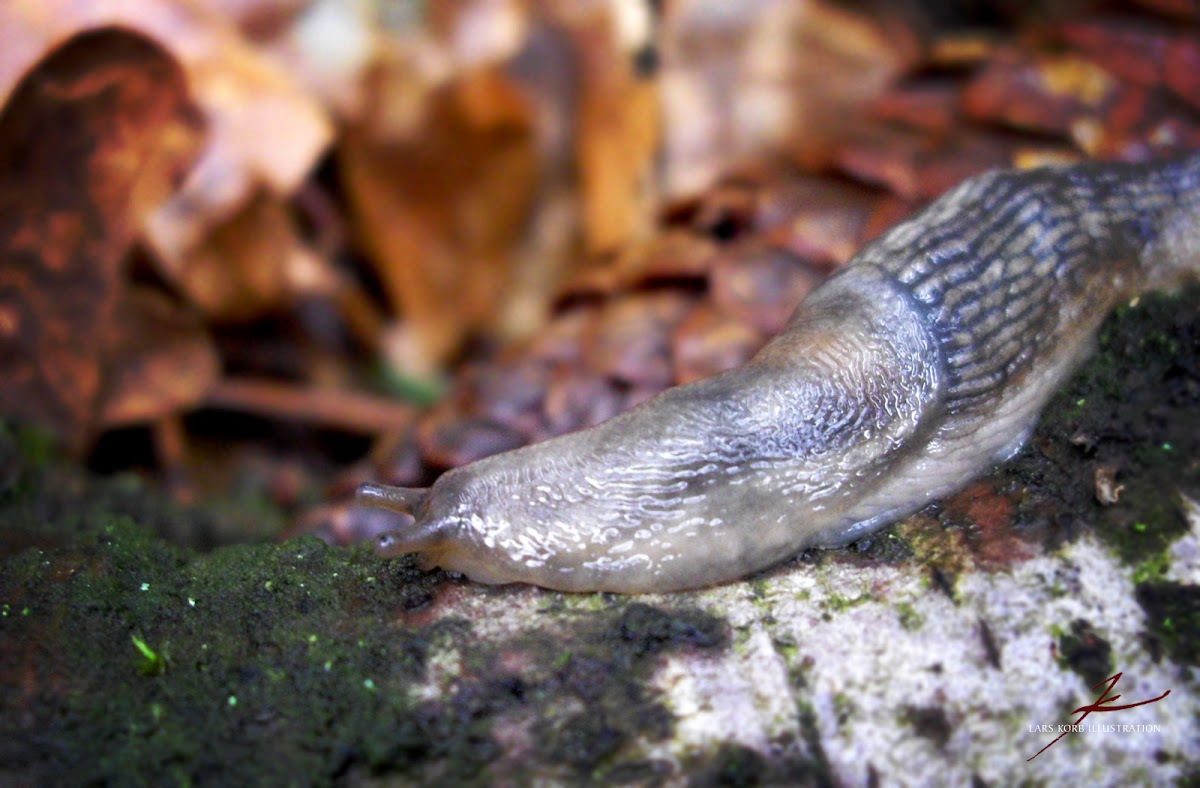 juvenile Forest Slug