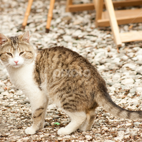Cat staring by Madalin Stoean - Animals - Cats Portraits