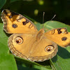 Peacock Pansy