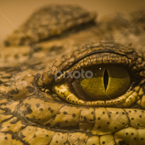 Cracked eye by Mina Jaguar - Animals Reptiles