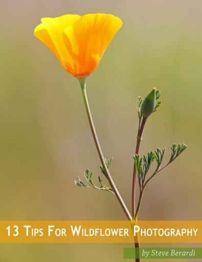 Tips For Wildflower Photo