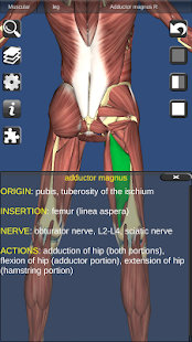 download 3D Anatomy free