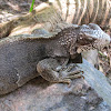 Black iguana