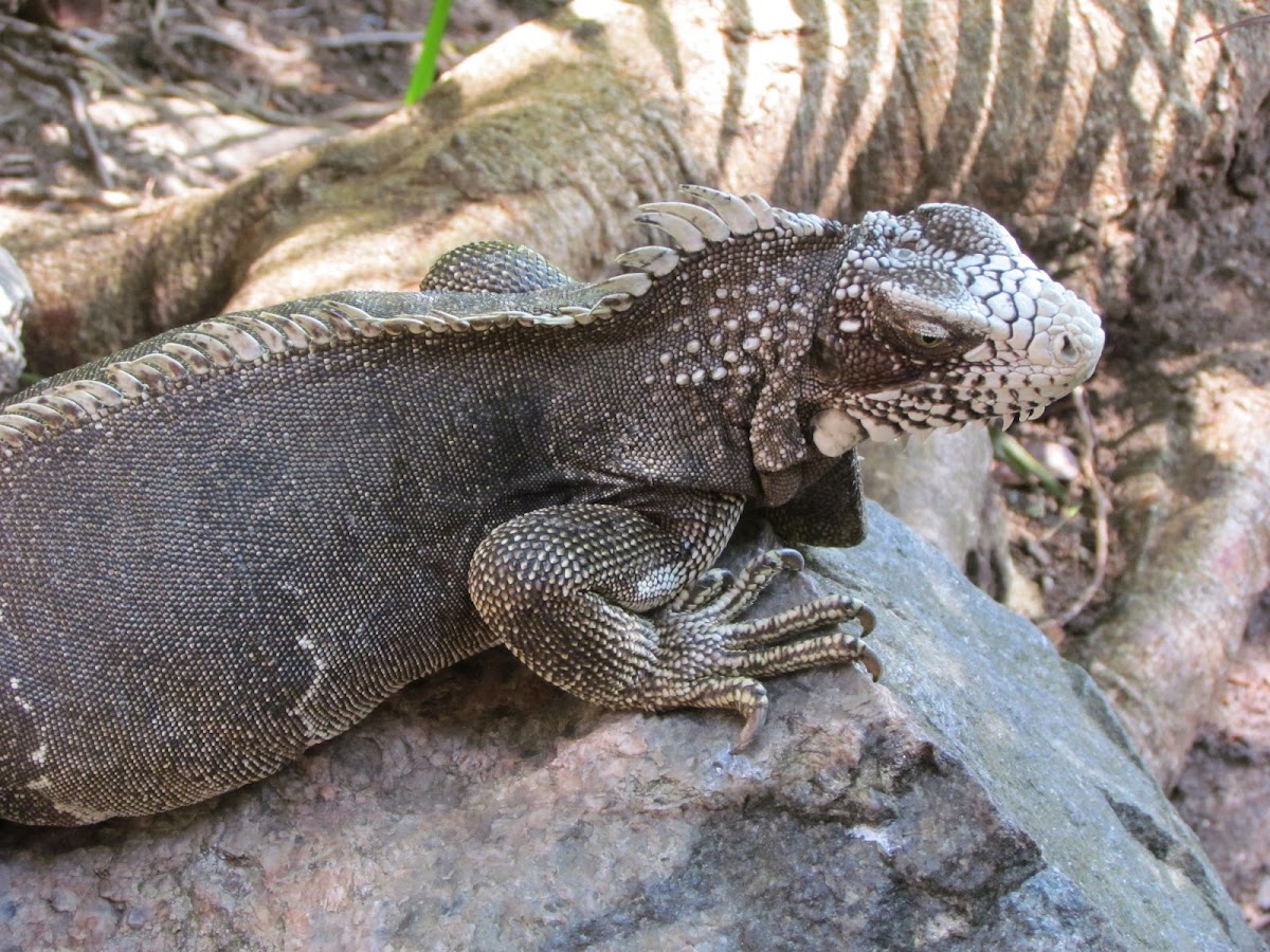 Black iguana