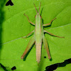 Green grasshopper nymph